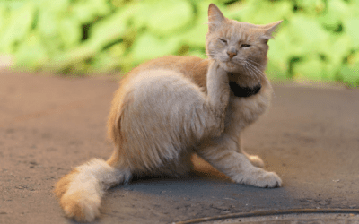 How to Choose the Right Flea and Tick Prevention Products